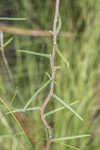 Pineland false sunflower